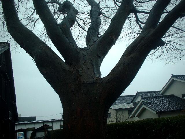 b0032167_3391262.jpg