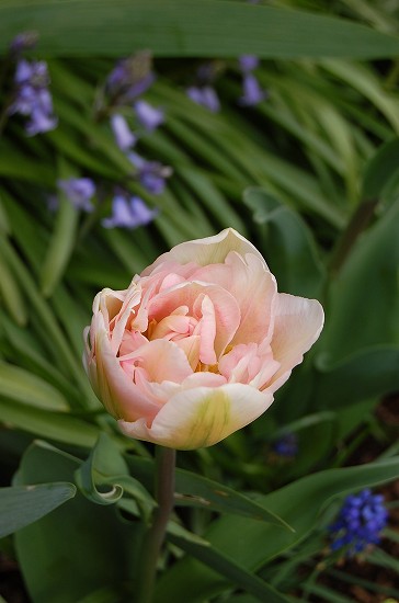 e0128367_1015068.jpg