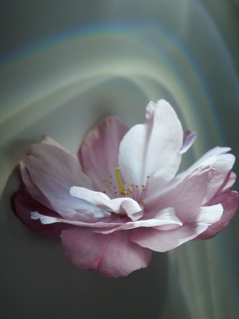 c0200895_1344247.jpg