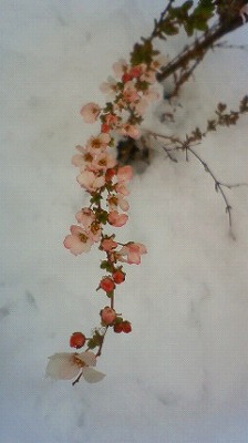 c0117007_21132178.jpg