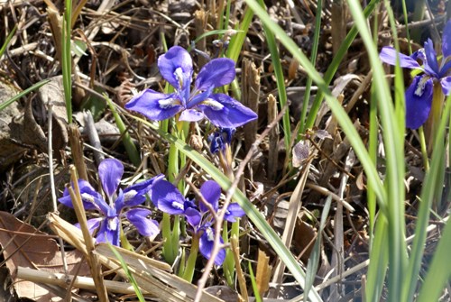 c0042418_931223.jpg