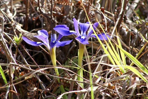 c0042418_9315366.jpg