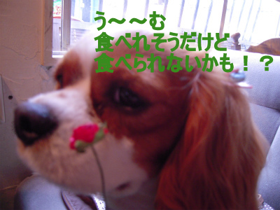 f0214121_22544914.jpg