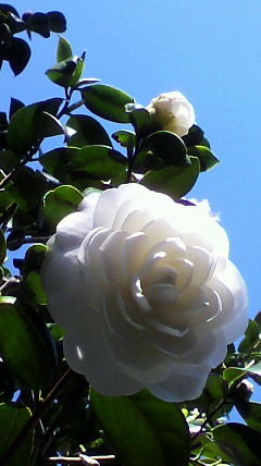 f0036223_1552388.jpg