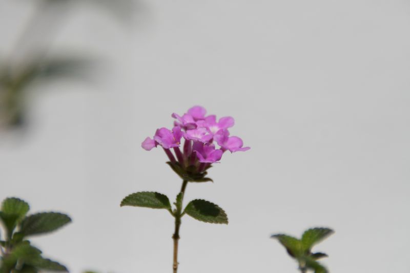 e0033229_20535187.jpg