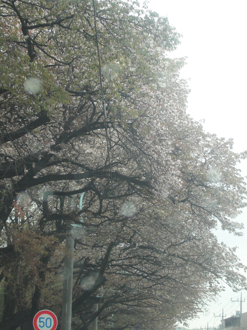d0013834_058827.jpg