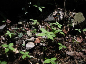 c0179351_2154229.jpg