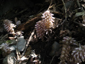 c0179351_2155977.jpg