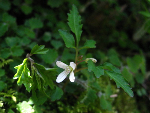 c0179351_2161379.jpg