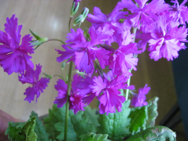 a0120264_13171028.jpg