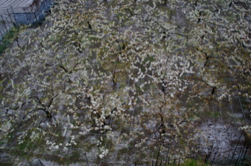 e0095468_1221330.jpg