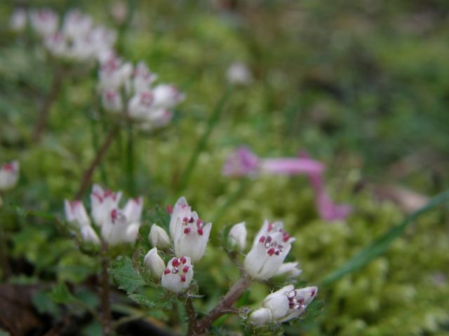 c0042869_18221075.jpg
