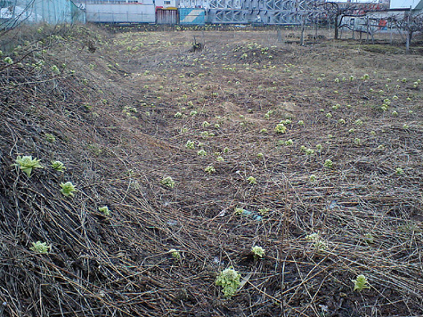 b0110401_21271100.jpg