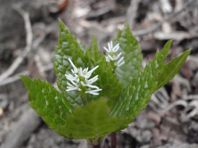 e0145033_19171427.jpg