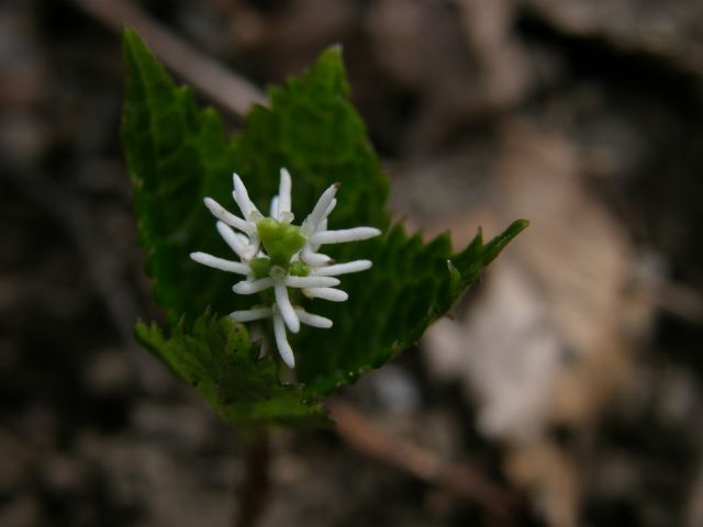 e0145033_19181987.jpg