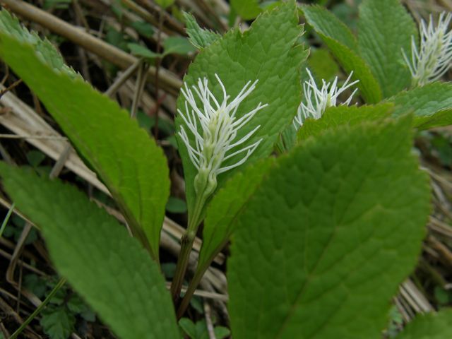 e0145033_19262184.jpg