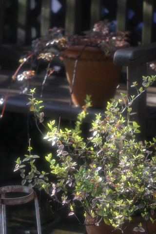 c0214345_7211875.jpg
