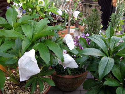 c0147952_0543359.jpg