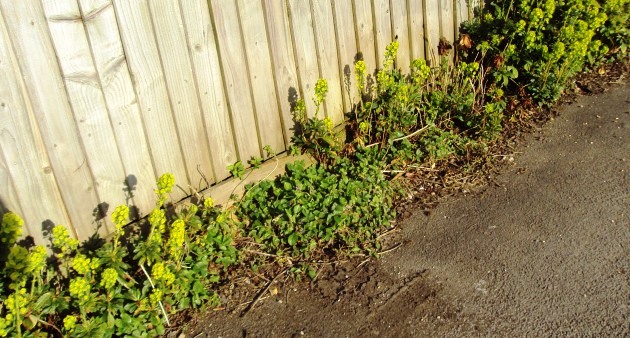 e0010856_539496.jpg