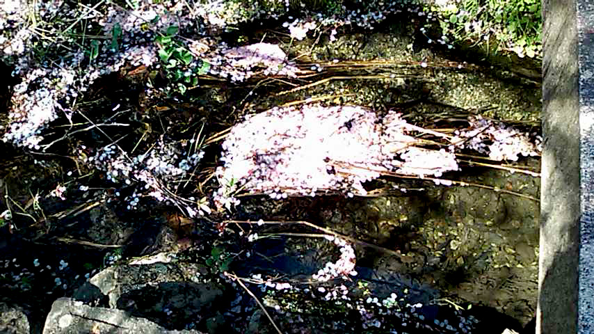 c0105957_1646277.jpg