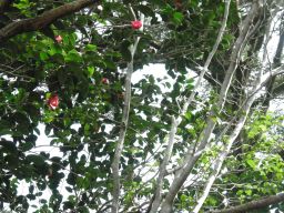 c0042869_18345627.jpg