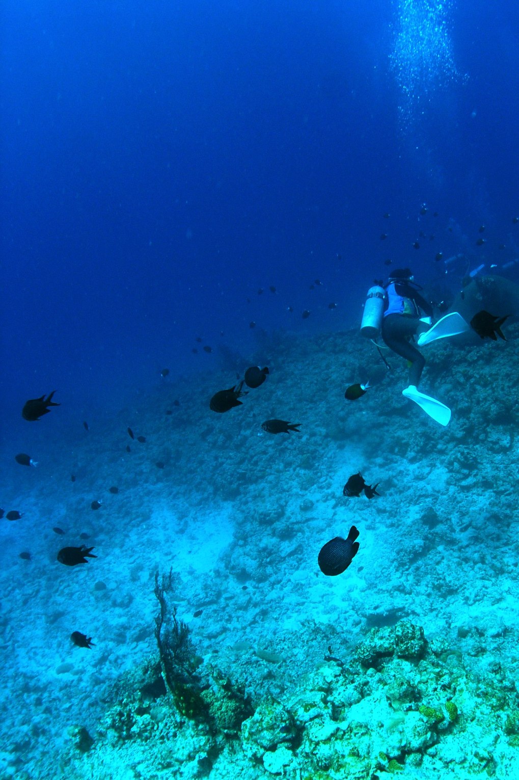 c0181073_1533551.jpg