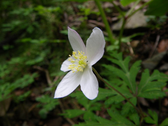 d0006512_00621.jpg