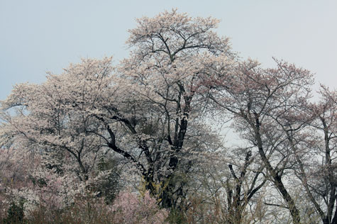 f0137324_20102983.jpg
