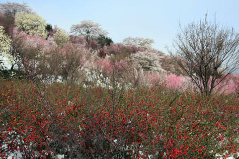 f0137324_20115520.jpg