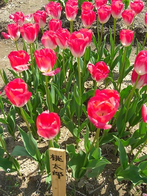c0205234_199377.jpg