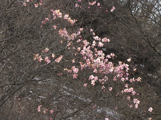 b0097836_16305028.jpg