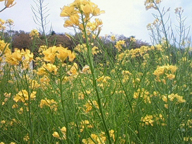 c0031856_15245366.jpg