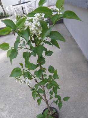 e0184558_8475696.jpg