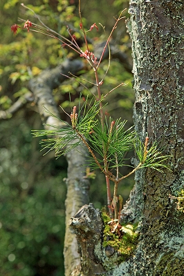 e0190885_19112997.jpg