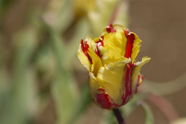 b0175688_102641.jpg