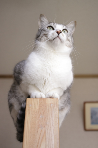 ワンコもないてる 階段から外を眺めるお坊ちゃん