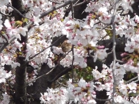 c0108693_230844.jpg