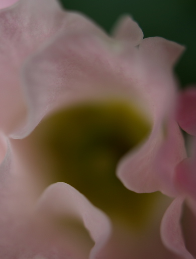 e0089001_2056378.jpg