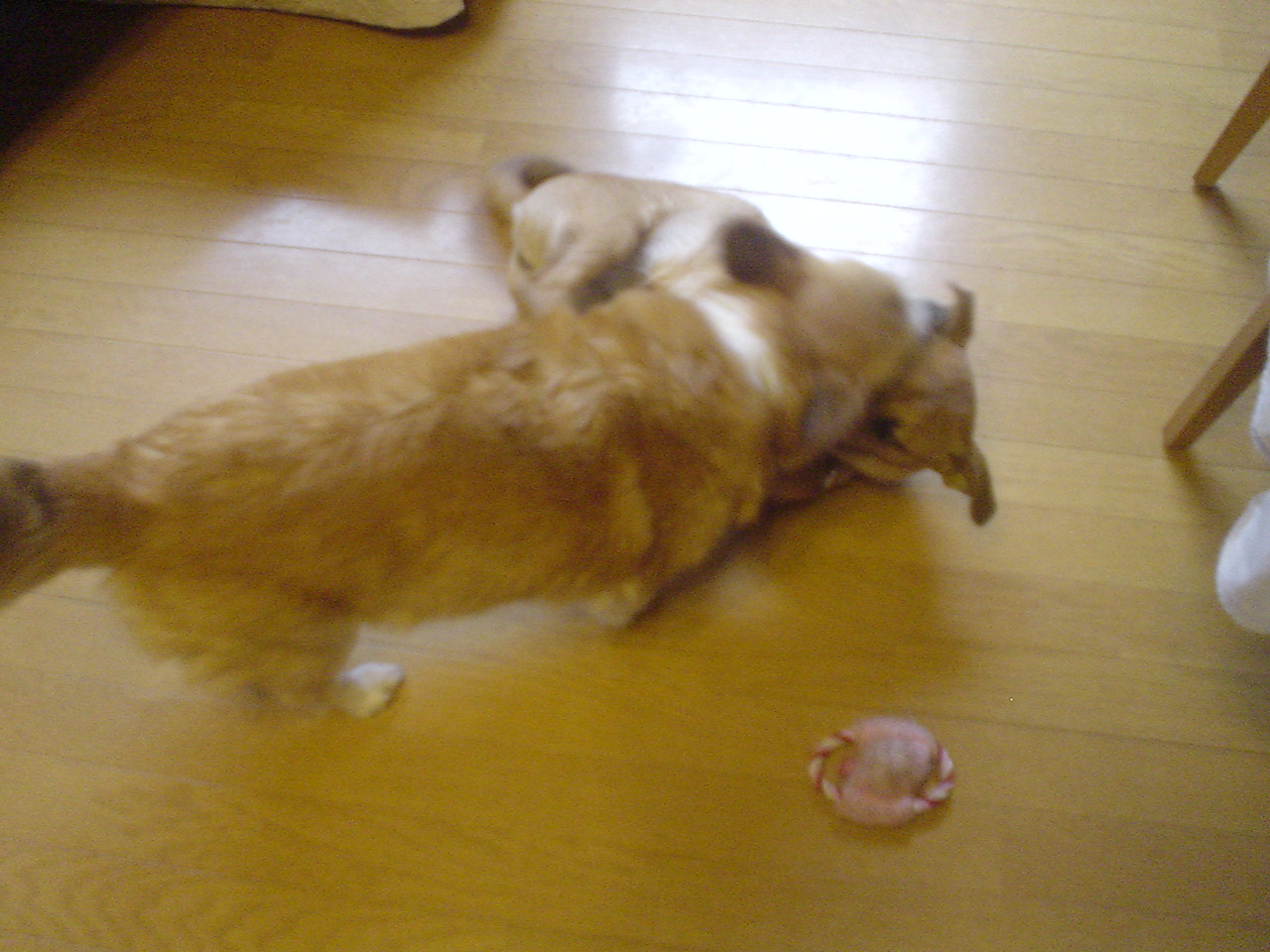 c0150520_14161052.jpg