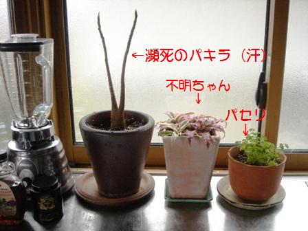 f0131535_1791416.jpg