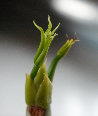 f0131535_1793433.jpg