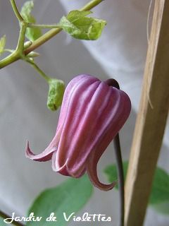 e0118257_1621228.jpg