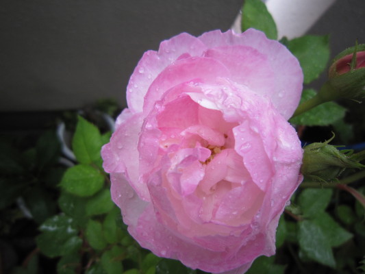 c0202870_1539547.jpg