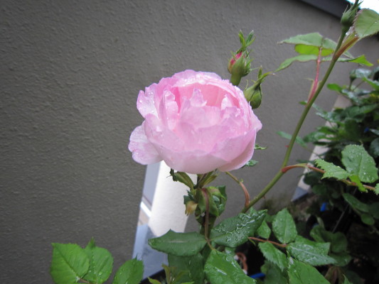 c0202870_15412280.jpg