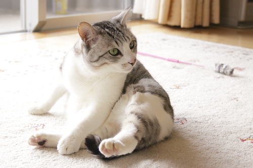 起き上がって異議を唱えるお坊ちゃん