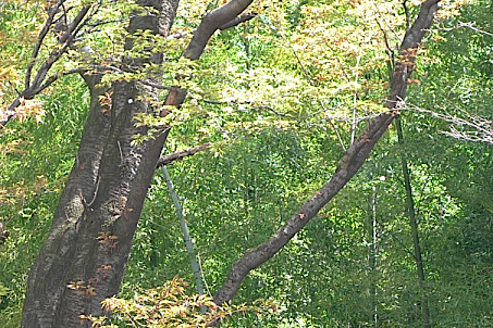 e0157816_1201497.jpg