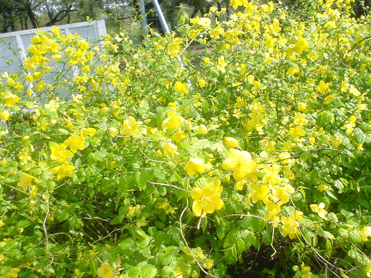 c0150520_22294853.jpg
