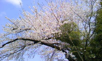 d0024220_1538159.jpg