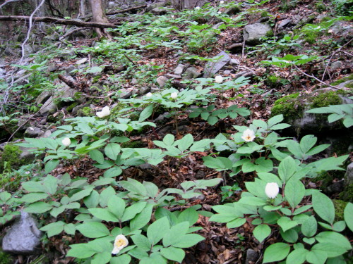 c0179351_19294881.jpg