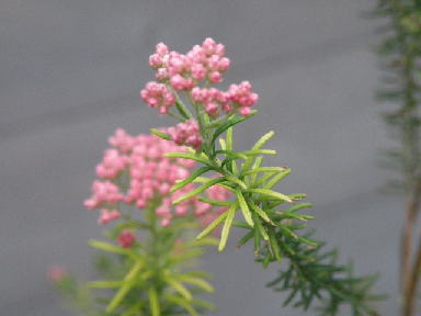 e0184558_8252991.jpg